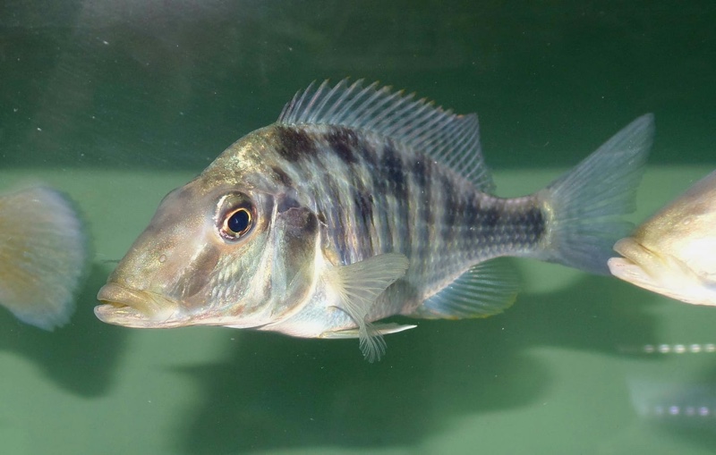 Taeniolethrinops praeorbitalis